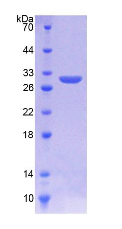 含环状结构跨膜蛋白1(KREMEN1)重组蛋白,Recombinant Kringle Containing Transmembrane Protein 1 (KREMEN1)