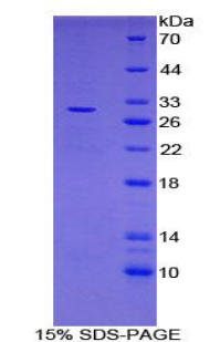 含亮氨酸豐富重復(fù)蛋白32(LRRC32)重組蛋白,Recombinant Leucine Rich Repeat Containing Protein 32 (LRRC32)