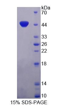 含免疫球蛋白超家族亮氨酸豐富重復(fù)蛋白(ISLR)重組蛋白,Recombinant Immunoglobulin Superfamily Containing Leucine Rich Repeat Protein (ISLR)