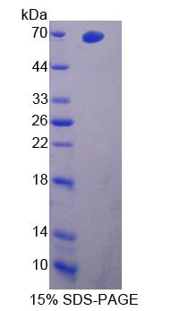 核受体亚家族1D组成员2(NR1D2)重组蛋白,Recombinant Nuclear Receptor Subfamily 1, Group D, Member 2 (NR1D2)