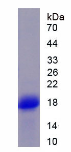 核糖核酸酶A4(RNASE4)重组蛋白,Recombinant Ribonuclease A4 (RNASE4)