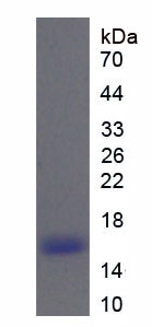 核糖核酸酶A6(RNASE6)重组蛋白,Recombinant Ribonuclease A6 (RNASE6)