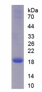 核糖核酸酶A8(RNASE8)重组蛋白,Recombinant Ribonuclease A8 (RNASE8)