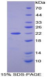 核氧化还原蛋白(NXN)重组蛋白,Recombinant Nucleoredoxin (NXN)