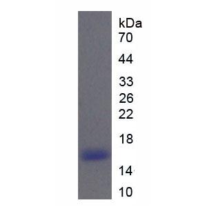 核糖核酸酶A6(RNASE6)重组蛋白,Recombinant Ribonuclease A6 (RNASE6)