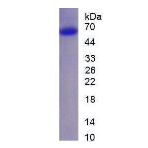 核糖核酸酶H(RNASEH)重组蛋白,Recombinant Ribonuclease H (RNASEH)