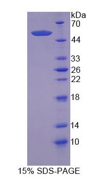 红细胞衍生核因子2样蛋白2(NFE2L2)重组蛋白,Recombinant Nuclear Factor, Erythroid Derived 2 Like Protein 2 (NFE2L2)