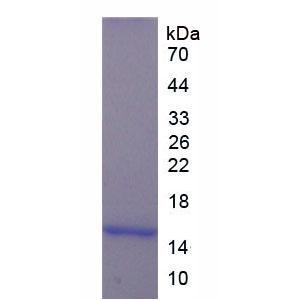 黄体激素(LH)重组蛋白,Recombinant Luteinizing Hormone (LH)