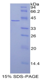 组蛋白3簇H2a(HIST3H2A)重组蛋白,Recombinant Histone Cluster 3, H2a (HIST3H2A)
