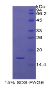 组蛋白2簇H3a(HIST2H3A)重组蛋白,Recombinant Histone Cluster 2, H3a (HIST2H3A)