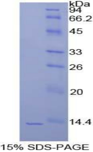 組蛋白1簇H4a(HIST1H4A)重組蛋白,Recombinant Histone Cluster 1, H4a (HIST1H4A)