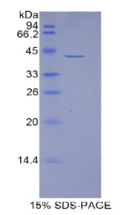 組蛋白1簇H2aj(HIST1H2AJ)重組蛋白,Recombinant Histone Cluster 1, H2aj (HIST1H2AJ)