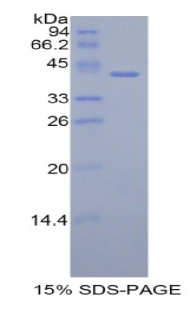 組蛋白1簇H2ah(HIST1H2AH)重組蛋白,Recombinant Histone Cluster 1, H2ah (HIST1H2AH)