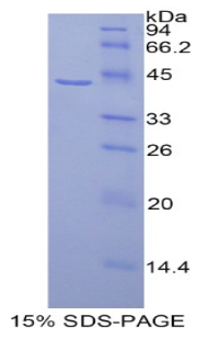 組蛋白1簇H2ag(HIST1H2AG)重組蛋白,Recombinant Histone Cluster 1, H2ag (HIST1H2AG)