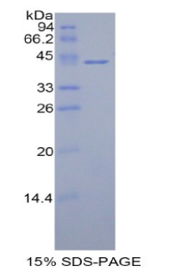 組蛋白1簇H2ac(HIST1H2AC)重組蛋白,Recombinant Histone Cluster 1, H2ac (HIST1H2AC)