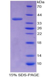 转换蛋白1(TNP1)重组蛋白,Recombinant Transition Protein 1 (TNP1)