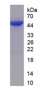 昼夜节律蛋白1(PER1)重组蛋白,Recombinant Period Circadian Protein 1 (PER1)