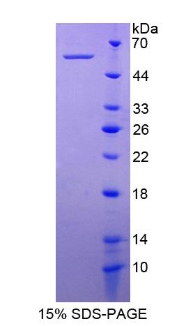 轴突生长诱向因子4(Ntn4)重组蛋白,Recombinant Netrin 4 (Ntn4)