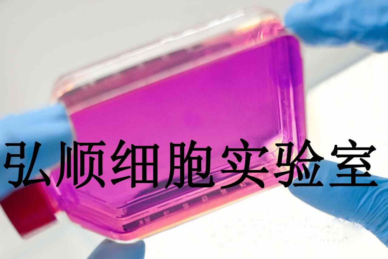 MeT-5A Cells|人膜间皮贴壁细胞,MeT-5A Cells