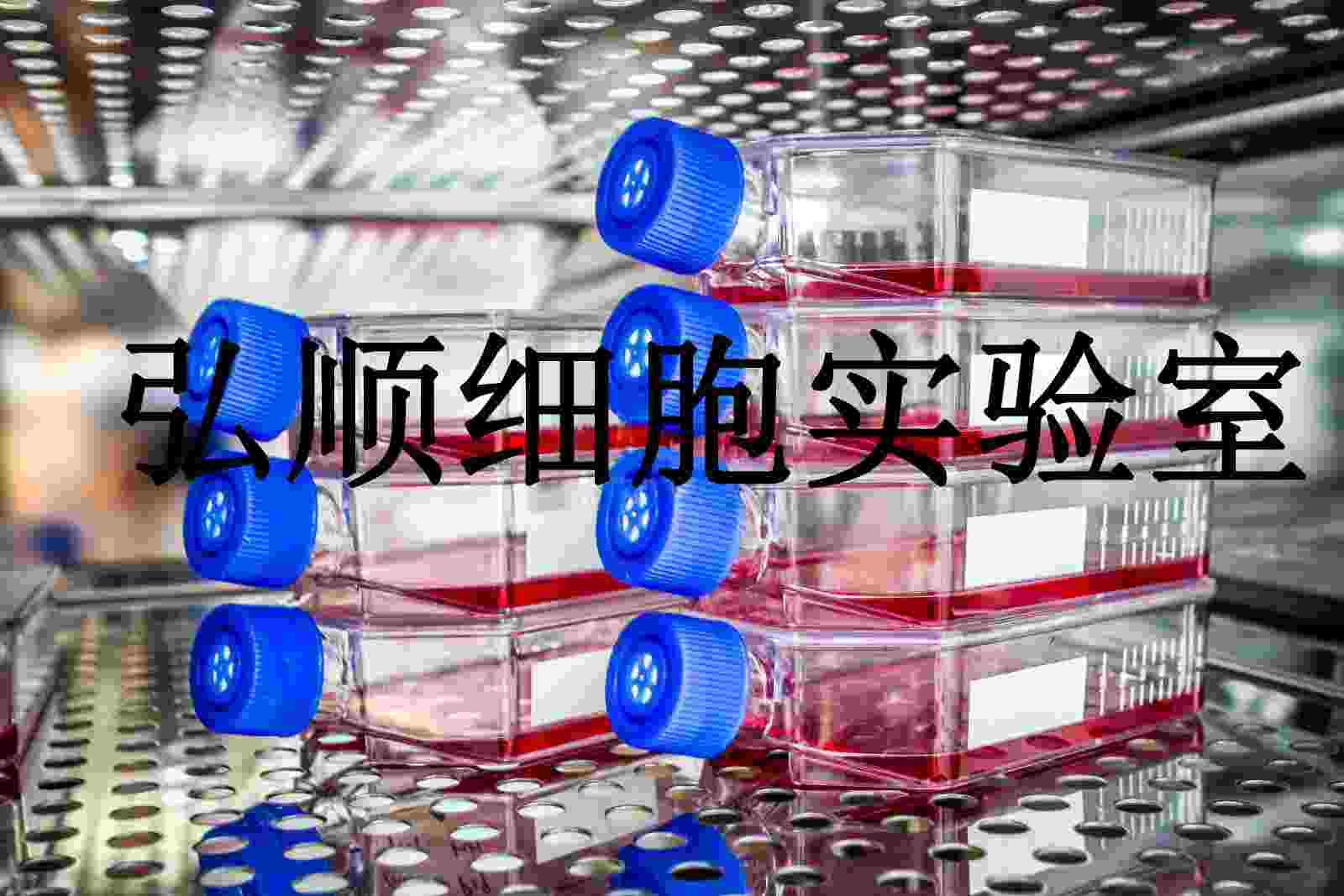 HFL1 Cells|人肺成纤维贴壁细胞,HFL1 Cells