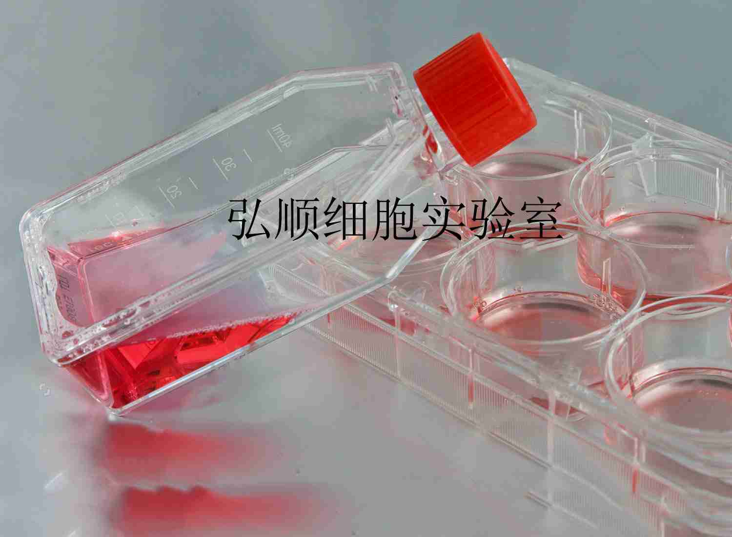 EOMA Cells|小鼠血管內(nèi)皮瘤貼壁細(xì)胞,EOMA Cells