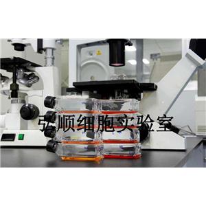 CHO Cells|中国仓鼠卵巢贴壁细胞