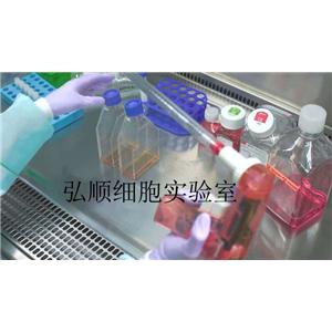 SW480 Cells|人结肠癌贴壁细胞,SW480 Cells