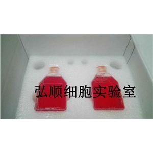 MRC-5 Cells|人胚肺成纤维贴壁细胞