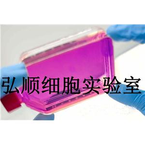 MeT-5A Cells|人膜间皮贴壁细胞,MeT-5A Cells