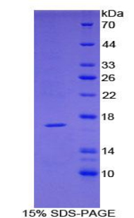 肿瘤坏死因子受体超家族成员19样蛋白(TNFRSF19L)重组蛋白,Recombinant Tumor Necrosis Factor Receptor Superfamily, Member 19 Like Protein (TNFRSF19L)