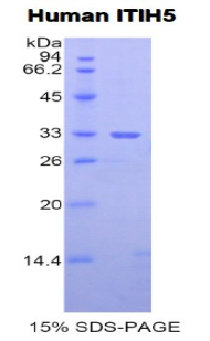 中间α-球蛋白抑制因子H5(ITIH5)重组蛋白,Recombinant Inter Alpha-Globulin Inhibitor H5 (ITIH5)