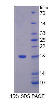 质载脂蛋白样蛋白1(LCNL1)重组蛋白,Recombinant Lipocalin Like Protein 1 (LCNL1)