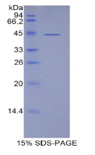 脂质运载蛋白15(LCN15)重组蛋白,Recombinant Lipocalin 15 (LCN15)