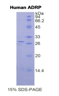 脂肪分化相关蛋白(ADRP)重组蛋白,Recombinant Adipose Differentiation Related Protein (ADRP)