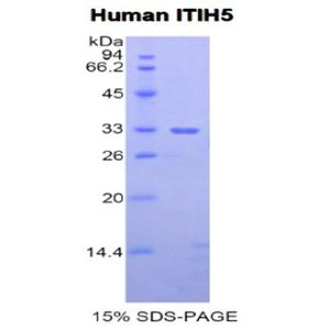 中间α-球蛋白抑制因子H5(ITIH5)重组蛋白
