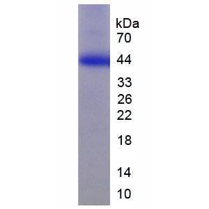 脂筏特征蛋白2(FLOT2)重组蛋白,Recombinant Flotillin 2 (FLOT2)