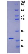 粘蛋白2(MUC2)重组蛋白,Recombinant Mucin 2 (MUC2)