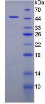 粘蛋白1(MUC1)重组蛋白,Recombinant Mucin 1 (MUC1)