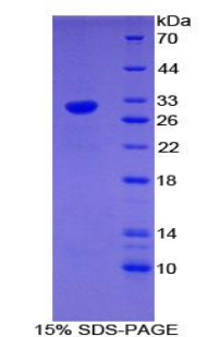 早期生长应答因子4(EGR4)重组蛋白,Recombinant Early Growth Response Protein 4 (EGR4)