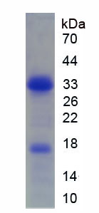 早期B-细胞因子1(EBF1)重组蛋白,Recombinant Early B-Cell Factor 1 (EBF1)