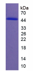 再生蛋白1(NEO1)重组蛋白,Recombinant Neogenin 1 (NEO1)