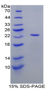 载脂蛋白E(APOE)重组蛋白,Recombinant Apolipoprotein E (APOE)