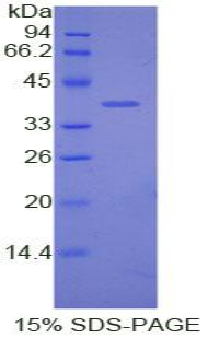 載脂蛋白C1(APOC1)重組蛋白,Recombinant Apolipoprotein C1 (APOC1)