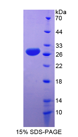 载脂蛋白A4(APOA4)重组蛋白,Recombinant Apolipoprotein A4 (APOA4)