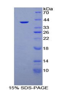 载脂蛋白A2(APOA2)重组蛋白,Recombinant Apolipoprotein A2 (APOA2)