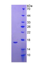 載脂蛋白A1(APOA1)重組蛋白,Recombinant Apolipoprotein A1 (APOA1)