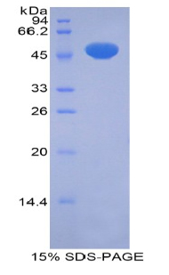 孕烷X受體(PXR)重組蛋白,Recombinant Pregnane X Receptor (PXR)