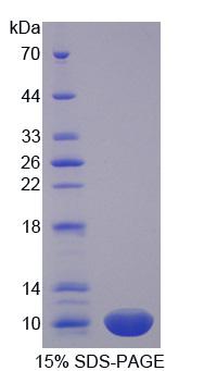 鱼精蛋白1(PRM1)重组蛋白,Recombinant Protamine 1 (PRM1)