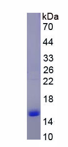 游离脂肪酸受体2(FFAR2)重组蛋白,Recombinant Free Fatty Acid Receptor 2 (FFAR2)