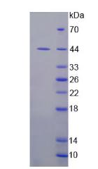 吲哚胺2,3-雙加氧酶(IDO)重組蛋白,Recombinant Indoleamine-2,3-Dioxygenase (IDO)